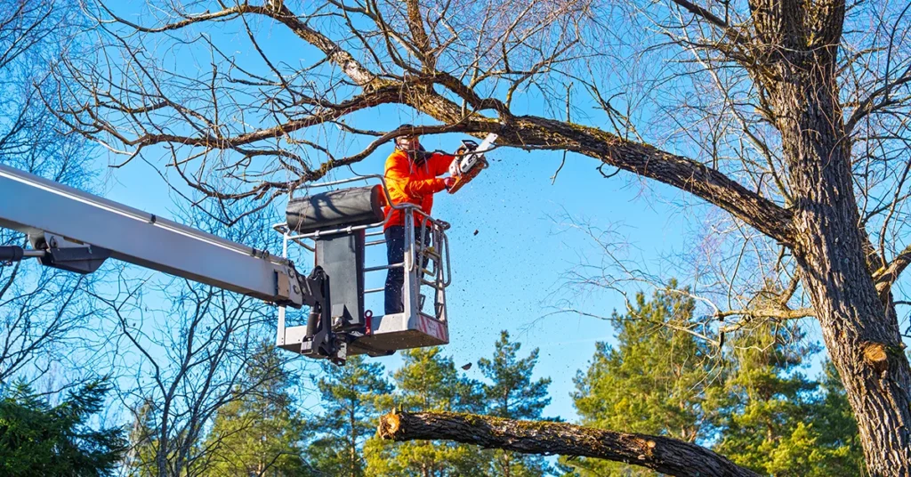 Professional arborist in a bucket truck trimming large tree branches with a chainsaw on a clear day in a residential landscape