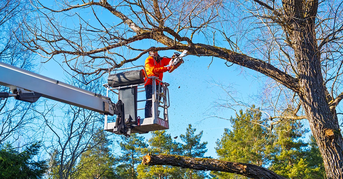 Professional arborist in a bucket truck trimming large tree branches with a chainsaw on a clear day in a residential landscape