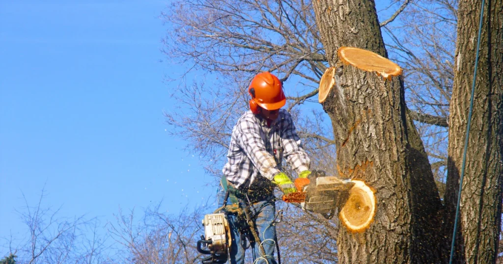 Professional tree removal service trimming a large tree in Hendersonville, NC for storm prevention and residential property safety in Western North Carolina.