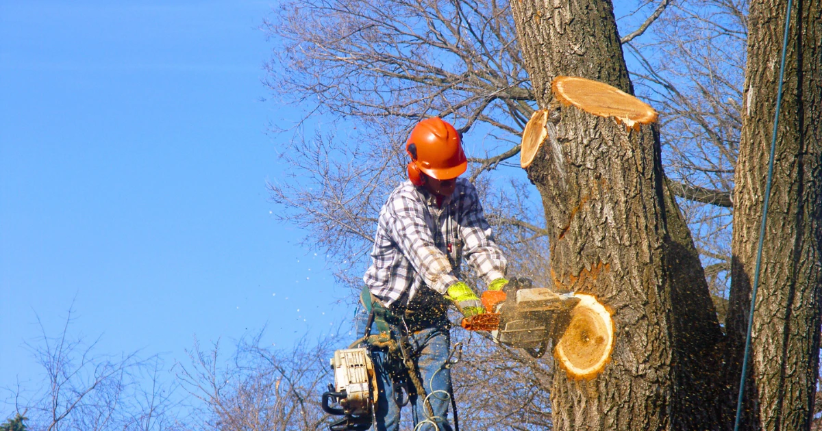 Professional tree removal service trimming a large tree in Hendersonville, NC for storm prevention and residential property safety in Western North Carolina.